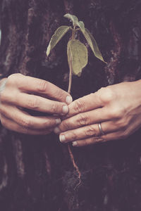 Close-up of hands holding plant by tree trunk