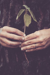 Close-up of hand holding plant