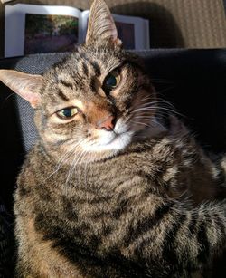 Close-up portrait of cat at home