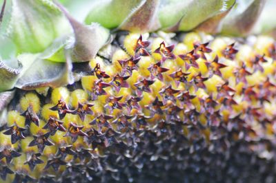 Close-up of leaves on twig