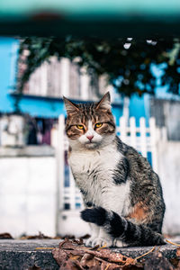 Portrait of cat sitting outdoors