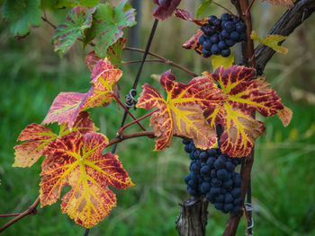 Close-up of grapes growing in vineyard