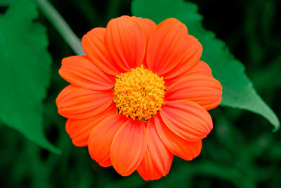 Close-up of orange flower