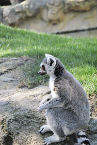 Lemur walking through the grass on a sunny day. colors of nature