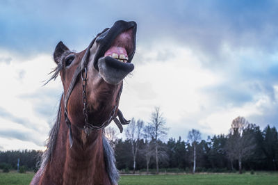 Close-up of horse on field against sky