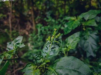 Close-up of flowering plant