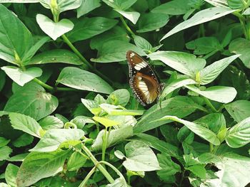 High angle view of butterfly on leaf