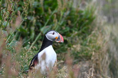 Close-up of a bird