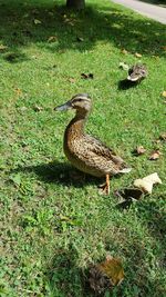 High angle view of bird perching on grass