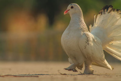 Close-up of a bird