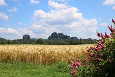 Scenic view of agricultural field against sky