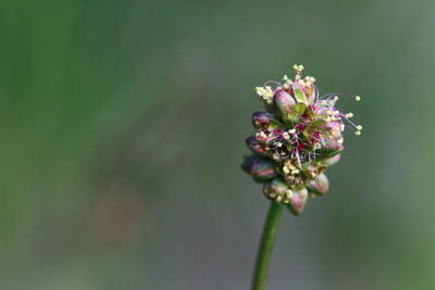 Close-up of purple flowering plant