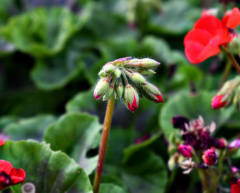 Close-up of flowers blooming outdoors