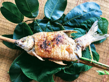 High angle view of fish on leaves