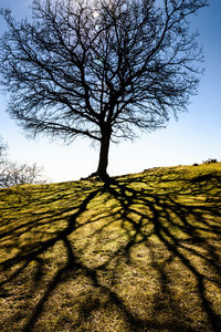 Bare tree on field against sky