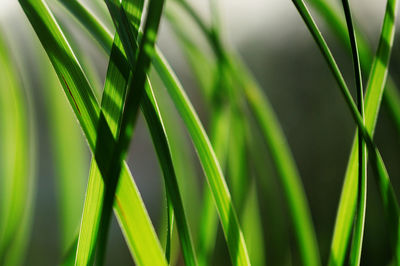 Close-up of palm leaf