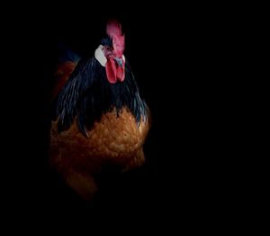 Close-up of rooster against black background