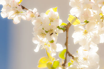 Low angle view of white flowers blooming in park