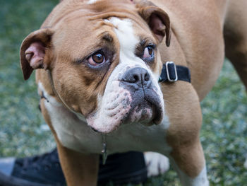 Close-up portrait of dog