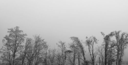 Low angle view of trees against clear sky