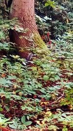 Close-up of tree trunk in forest