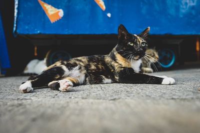 Portrait of cat lying down