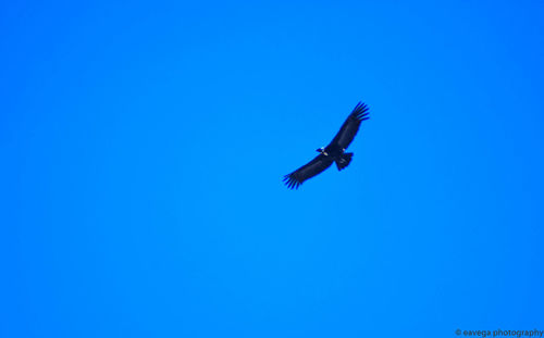 Low angle view of bird flying against clear blue sky