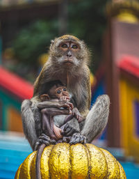 Close-up of  monkey mama holding her baby gently