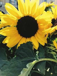 Close-up of yellow sunflower on plant