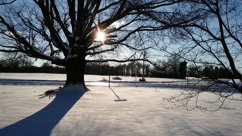 Trees on snow covered landscape against sky