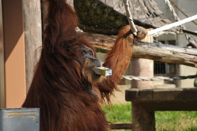 Monkey eating food