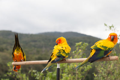 View of birds perching on yellow bird