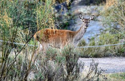 Side view of giraffe standing on land