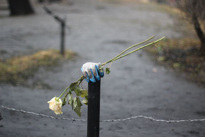 Kyiv, ukraine - 6th of march, 2014. a glove with a white rose memorial. ukrainian war with russia. 