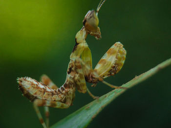 Close-up of insect on plant