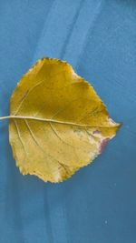 Close-up of dry leaves