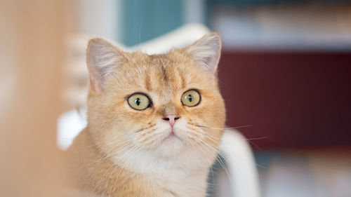 Close-up of curious eyes of ginger cat.