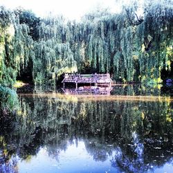 Reflection of trees in water