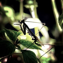 Close-up of butterfly perching on plant