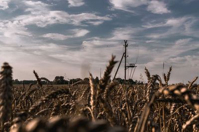 Plants growing on field against sky