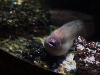 Close-up of fish swimming in sea