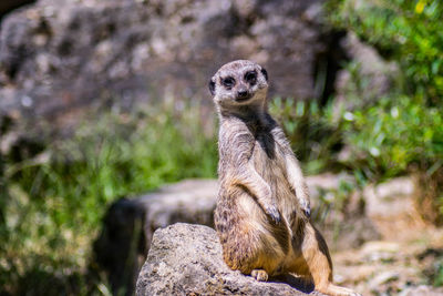 Portrait of lizard on rock