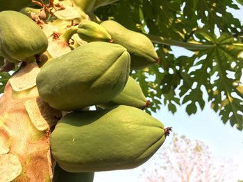 Close-up of fruit growing on tree