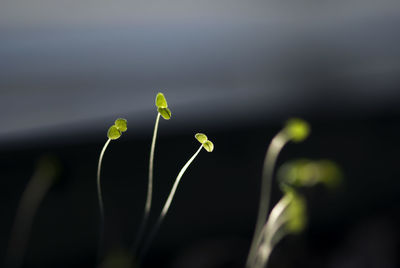 Close-up of seedlings