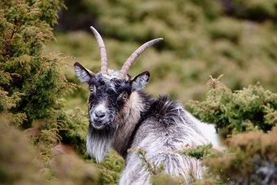 Portrait of goat standing amidst plants