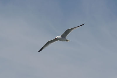 Low angle view of seagull flying