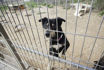 High angle view of dog in cage