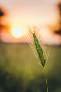 Close-up of wheat growing on field at sunset