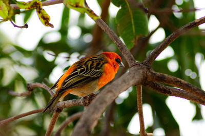 Red cardinal bird sitting on tropical tree