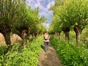 Rear view of woman walking on footpath amidst trees